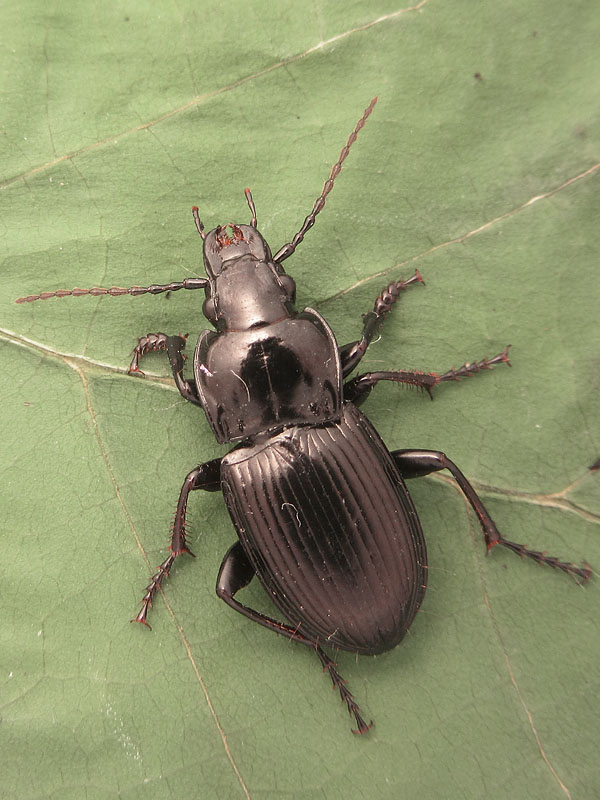 Carabidae:  Pterostichus dissimilis